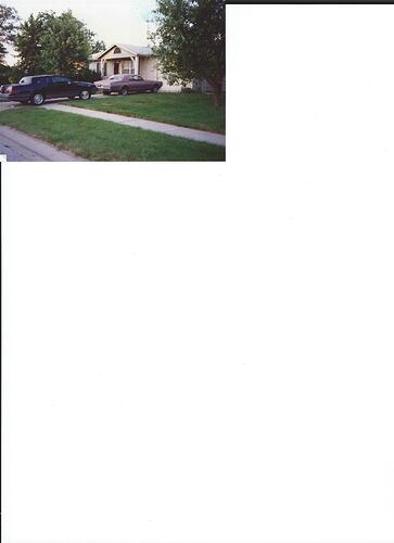 Cougars in the driveway.jpg