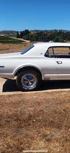 cougar1