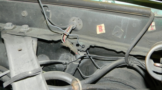 Ohio Cougars 025.jpg