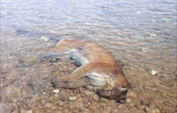 wet_cougar.jpg