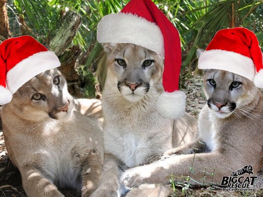 Merry-Christmas-Cougar-Mountain-Lion-3cougars.jpg